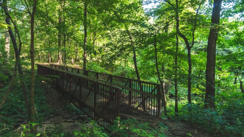 Beall Woods State Park - Mt Carmel, IL