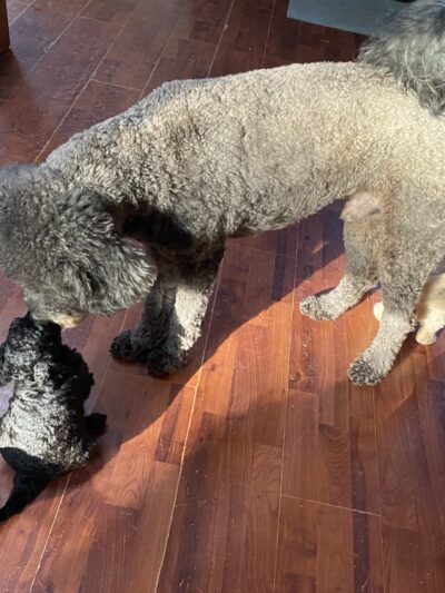 Country Haven Kennels & Dog Park - Mt Holly, NJ