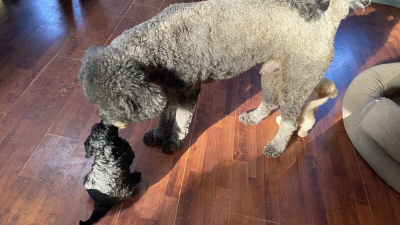 Country Haven Kennels & Dog Park - Mt Holly, NJ