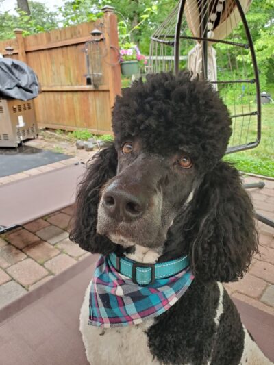 Country Haven Kennels & Dog Park - Mt Holly, NJ