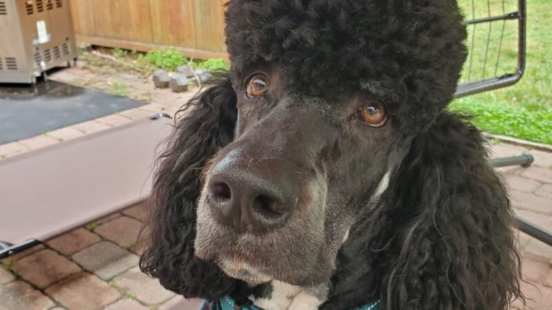 Country Haven Kennels & Dog Park - Mt Holly, NJ