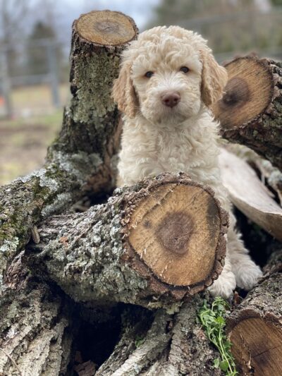 Country Haven Kennels & Dog Park - Mt Holly, NJ