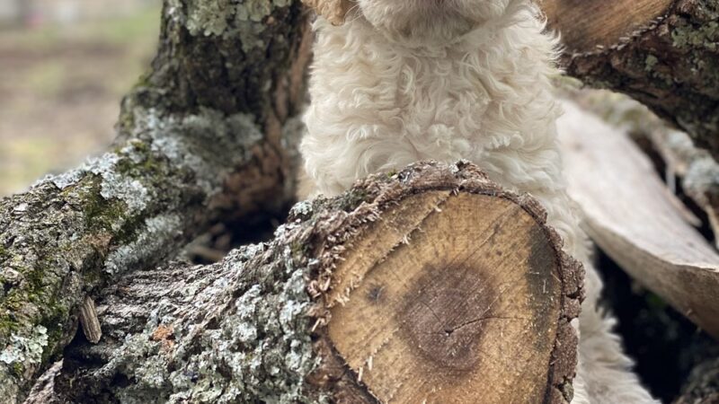 Country Haven Kennels & Dog Park - Mt Holly, NJ