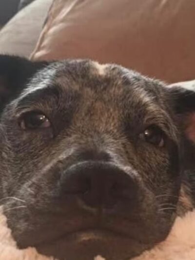 Leia's Loving Dog Care - Mt Holly, NJ