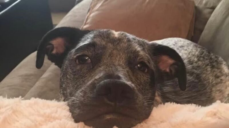 Leia's Loving Dog Care - Mt Holly, NJ