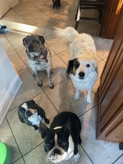 Leia's Loving Dog Care - Mt Holly, NJ