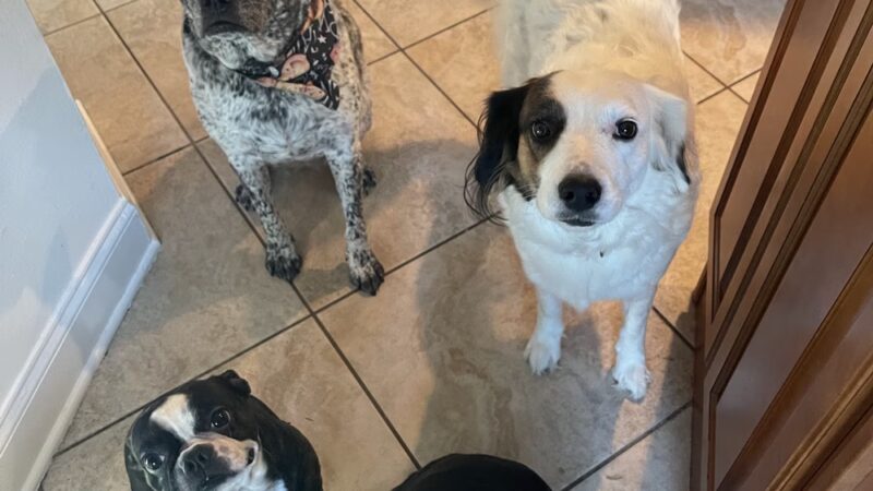 Leia's Loving Dog Care - Mt Holly, NJ