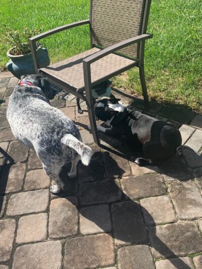 Leia's Loving Dog Care - Mt Holly, NJ