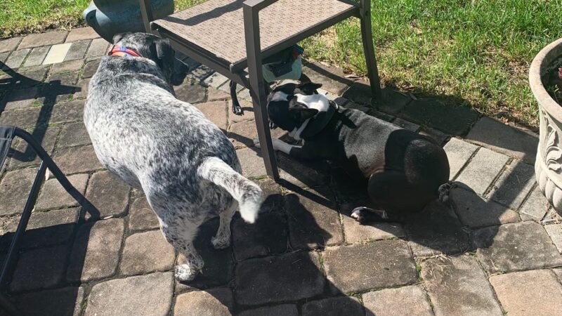 Leia's Loving Dog Care - Mt Holly, NJ