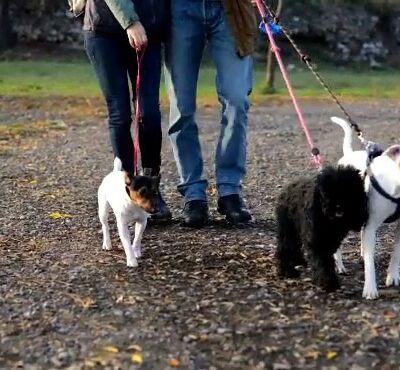 Leia's Loving Dog Care - Mt Holly, NJ