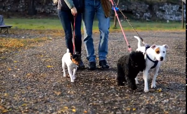 Leia's Loving Dog Care - Mt Holly, NJ