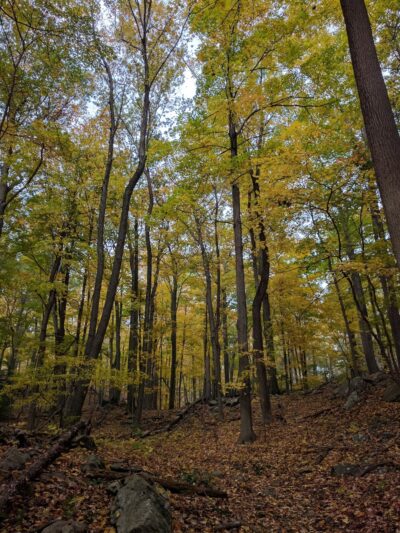Arthur W. Butler Memorial Sanctuary - Mt Kisco, NY