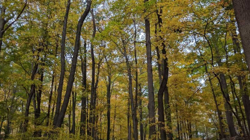Arthur W. Butler Memorial Sanctuary - Mt Kisco, NY