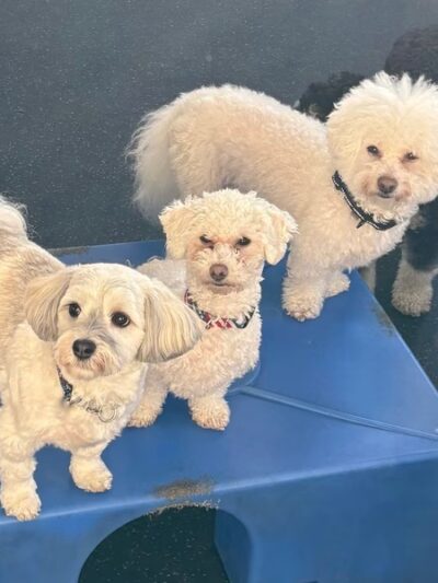 Dogtopia of Mount Kisco - Mt Kisco, NY