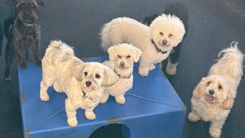 Dogtopia of Mount Kisco - Mt Kisco, NY