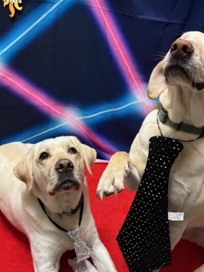 Dogtopia of Mount Kisco - Mt Kisco, NY