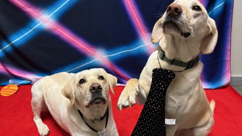 Dogtopia of Mount Kisco - Mt Kisco, NY