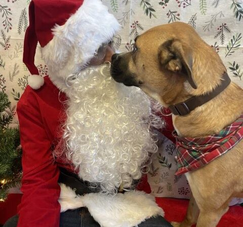 Dogtopia of Mount Kisco - Mt Kisco, NY