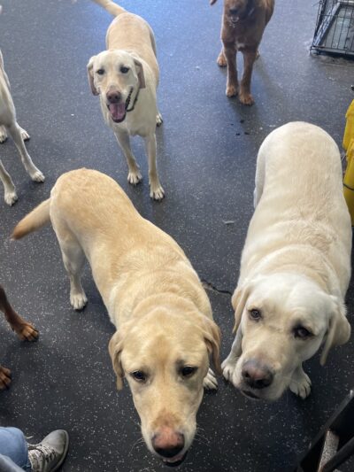 Dogtopia of Mount Kisco - Mt Kisco, NY