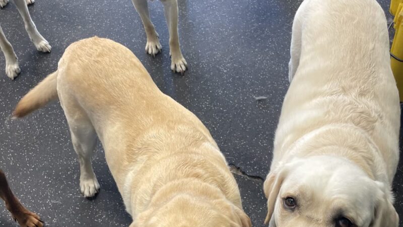 Dogtopia of Mount Kisco - Mt Kisco, NY
