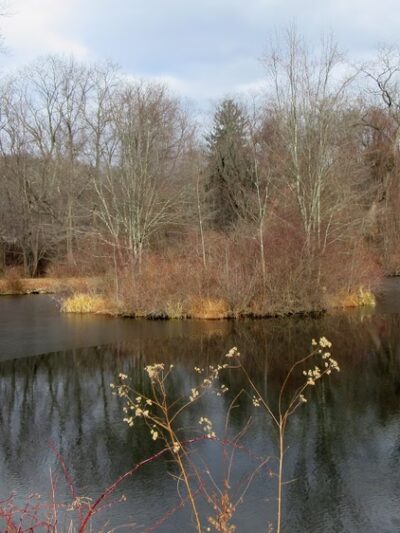 Marsh Sanctuary - Mt Kisco, NY