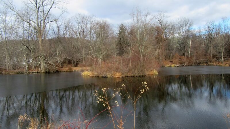 Marsh Sanctuary - Mt Kisco, NY
