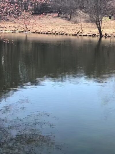 Marsh Sanctuary - Mt Kisco, NY