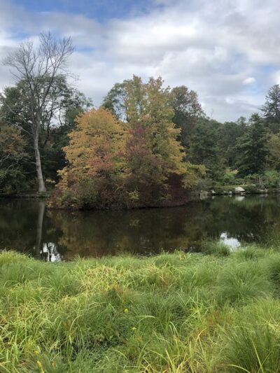 Marsh Sanctuary - Mt Kisco, NY