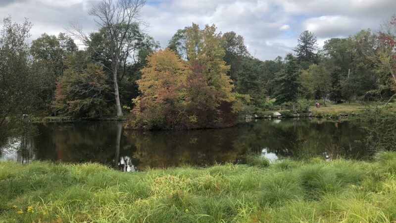 Marsh Sanctuary - Mt Kisco, NY
