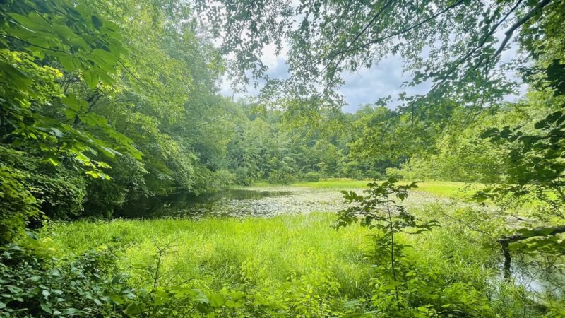 Westmoreland Sanctuary - Mt Kisco, NY