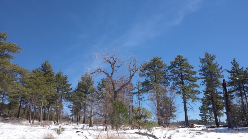 Big Laguna Trailhead - Mt Laguna, CA