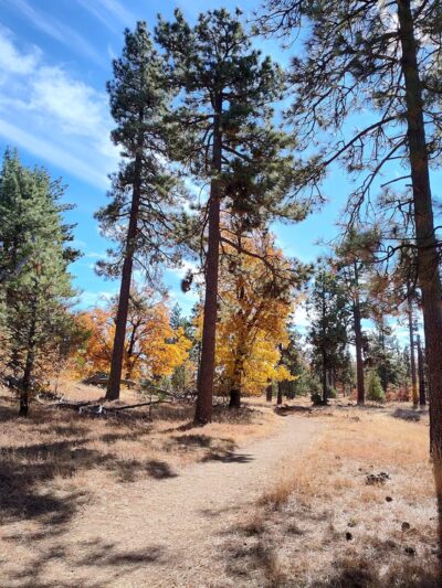 Laguna Mountain Recreation Area - Mt Laguna, CA