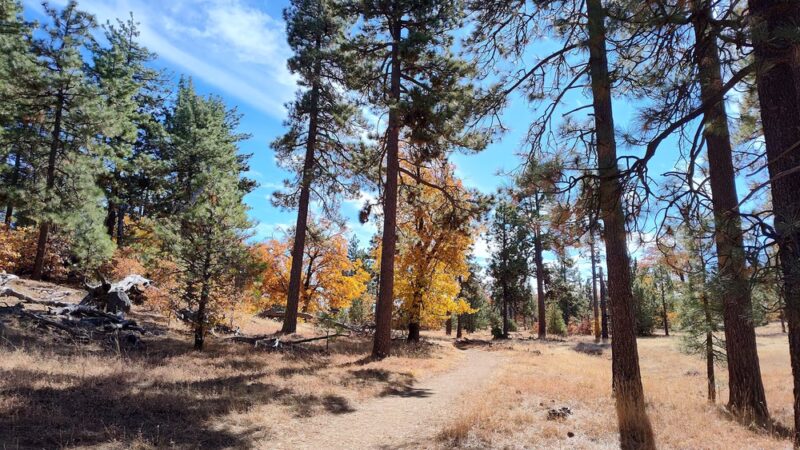 Laguna Mountain Recreation Area - Mt Laguna, CA