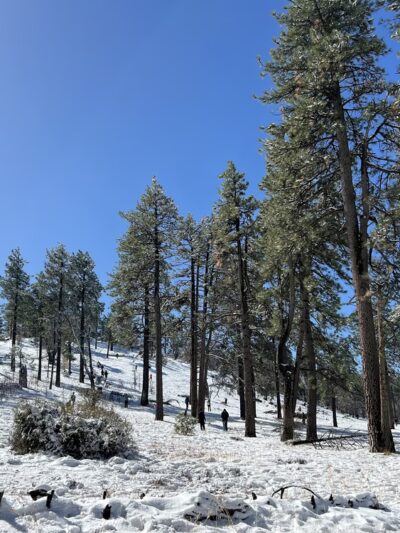 Laguna Mountain Recreation Area - Mt Laguna, CA