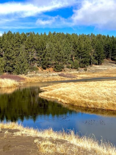 Water Of The Woods - Mt Laguna, CA