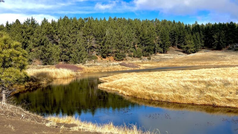 Water Of The Woods - Mt Laguna, CA