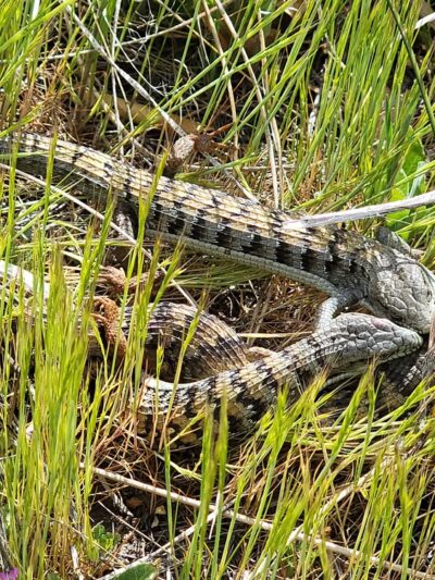 Water Of The Woods - Mt Laguna, CA