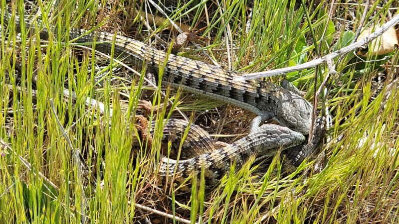 Water Of The Woods - Mt Laguna, CA