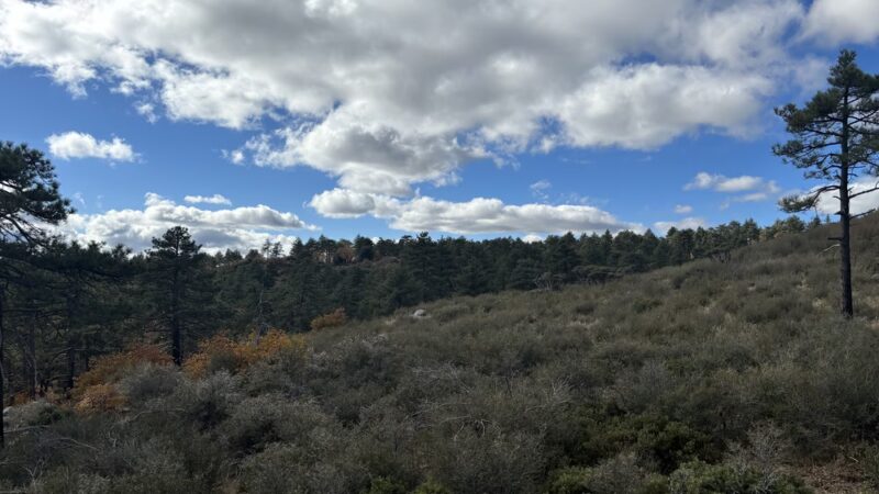 Wooded Hill Nature Trail - Mt Laguna, CA