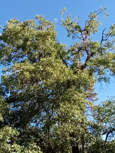 Wooded Hill Nature Trail - Mt Laguna, CA
