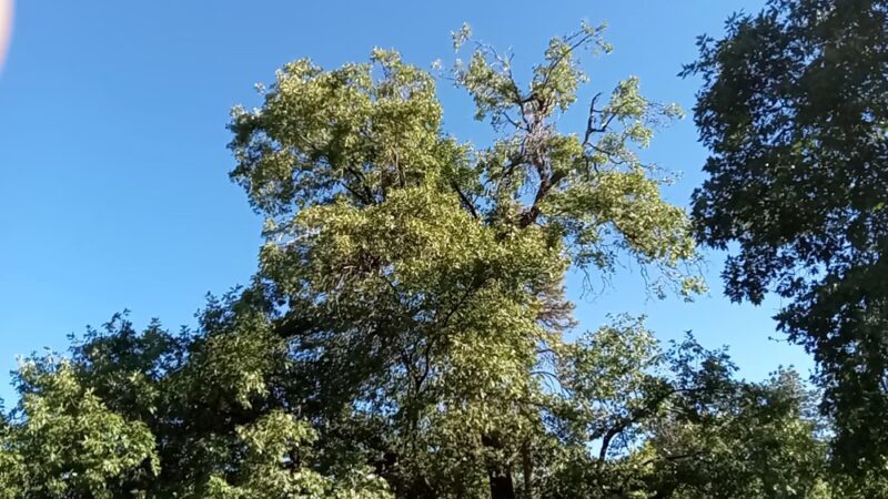 Wooded Hill Nature Trail - Mt Laguna, CA