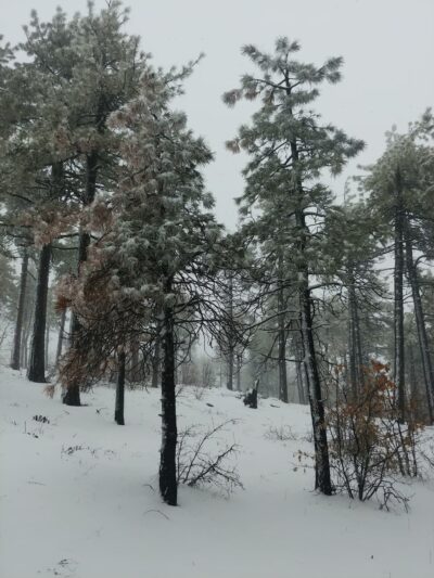 Wooded Hill Nature Trail - Mt Laguna, CA