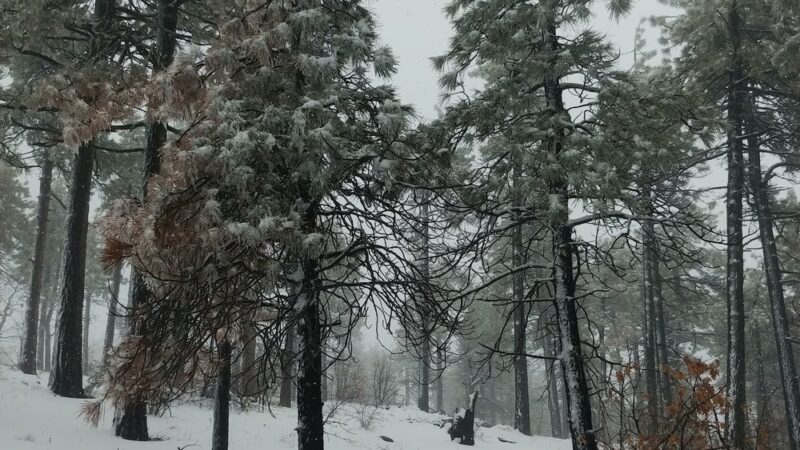 Wooded Hill Nature Trail - Mt Laguna, CA