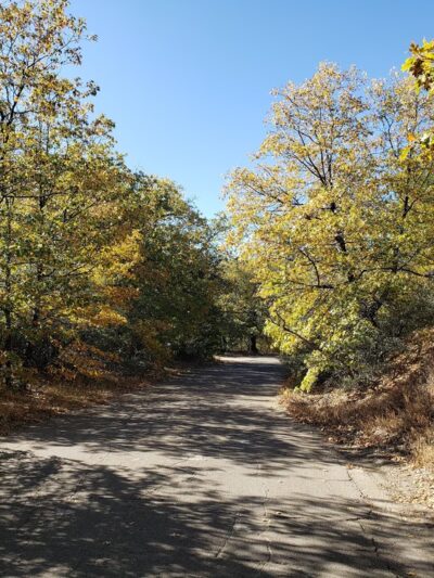 Wooded Hill Nature Trail - Mt Laguna, CA
