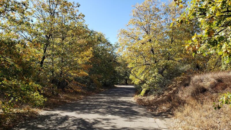 Wooded Hill Nature Trail - Mt Laguna, CA