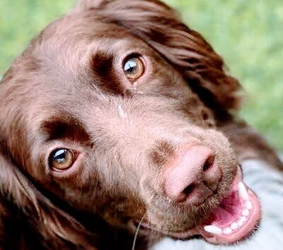 Mt. Pleasant Pet Resort - Mt Pleasant, TX