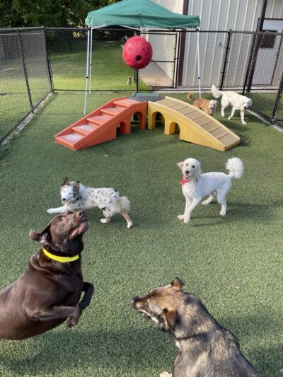 Mt. Pleasant Pet Resort - Mt Pleasant, TX