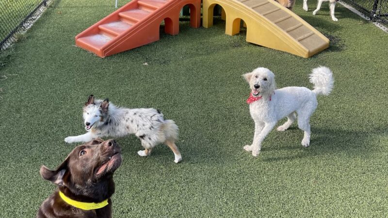 Mt. Pleasant Pet Resort - Mt Pleasant, TX
