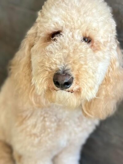 Mt. Pleasant Pet Resort - Mt Pleasant, TX