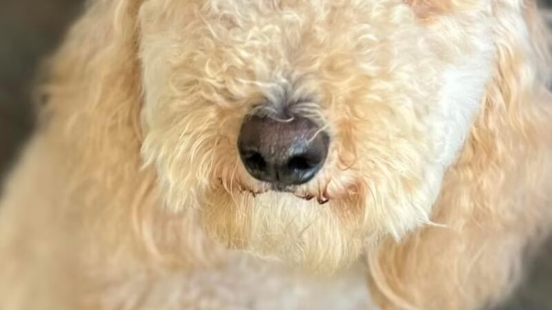 Mt. Pleasant Pet Resort - Mt Pleasant, TX